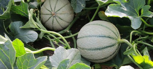 Melon bio provence