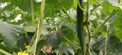 Fabien_Concombre_bio_provence