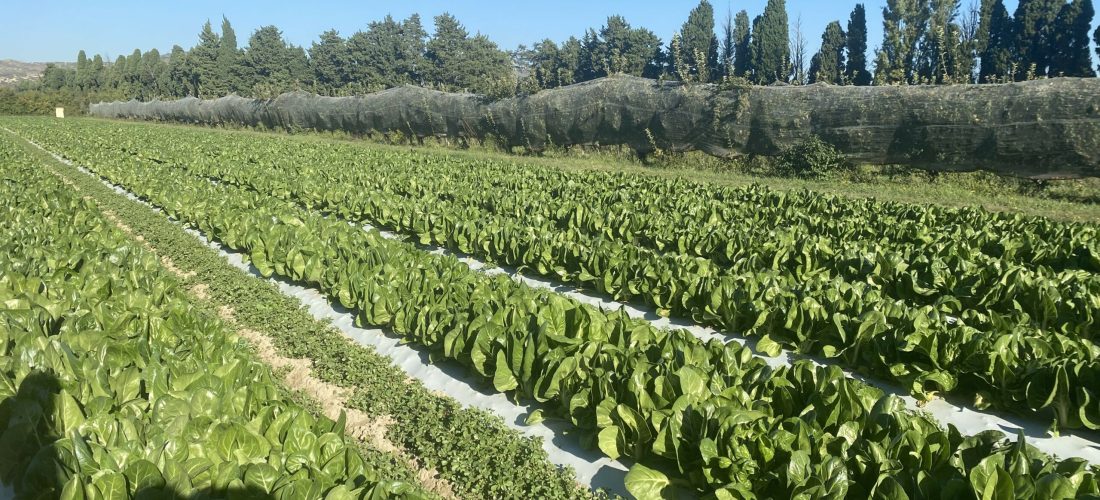 provence_mediterrabio