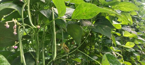 Haricot Vert Bio Provence