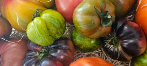 Tomates anciennes bio MédiTerrabio