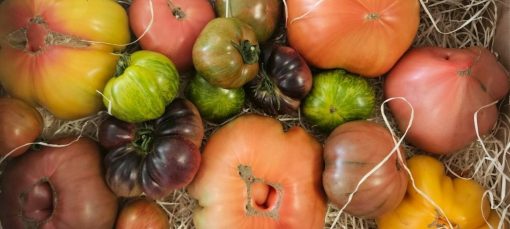 Tomates anciennes 7