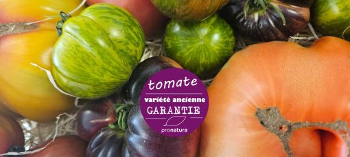 Tomates anciennes garantie bio