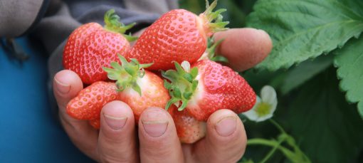 fraise bio provence cireine