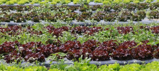 salade bio mediterrabio