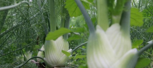 fenouil bio mediterrabio